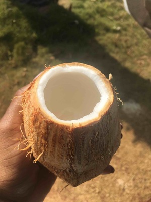 Fresh coconut
