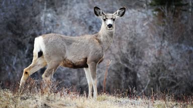 Deer caught in the headlights?