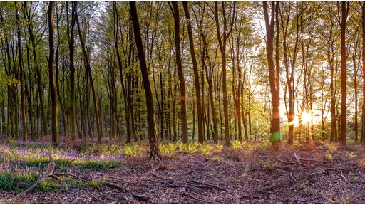 Photo by dez bakewell