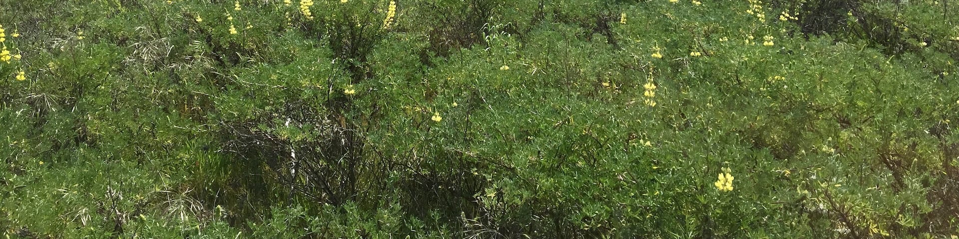 Windwhistle, Canterbury, Nova Zelândia