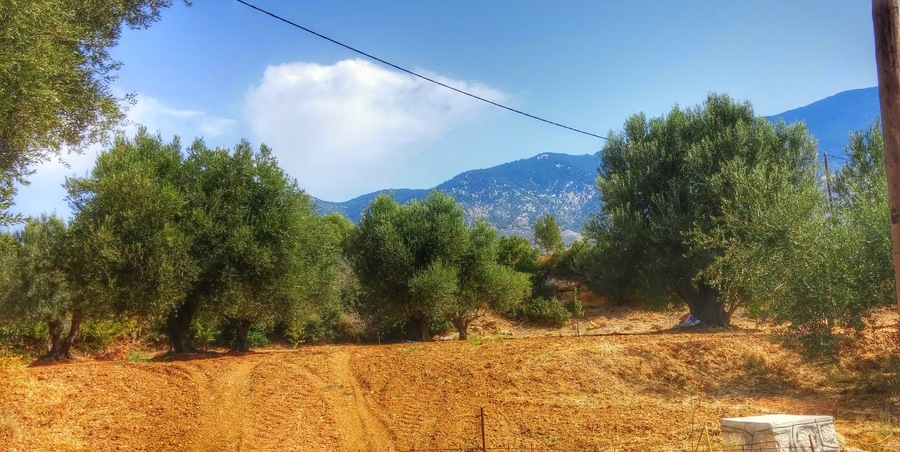 A grove of olive trees on Kefalonia in the Ionian Sea. It's a beautiful island full of rural beaches, vineyards and olive groves.
Olive oil is this island's main export with over a million olive trees covering the island. The island used to have over 200 operating oil presses until the devastating earthquake of 1953 dropped the number to around 13.
In August 1953 the area had an astounding 113 recorded earthquakes. The largest measured 7.2 and caused the island to rise by 60 cm. It leveled whole villages and many were killed. A large portion of the survivors left Kefalonia for Athens, UK, America and Australia. The region around the Ionian Islands is the most earthquake prone region spanning from Western Europe to China.