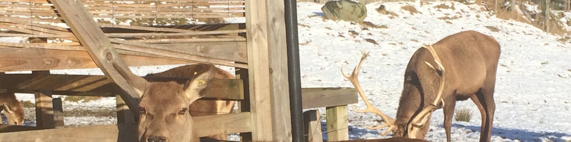 Some inquisitive deer