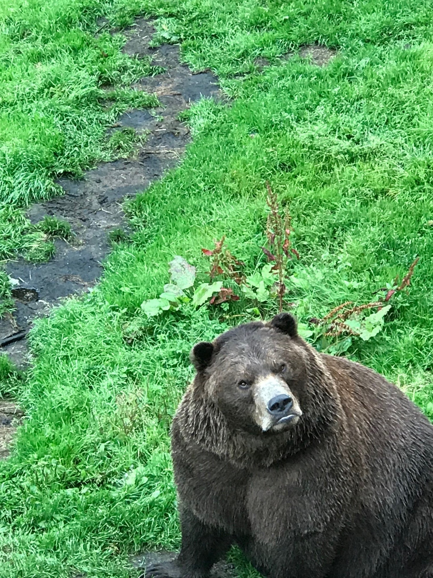 Here is an orphan bear in Sitka.  He is living in a rescue.  He will never be returned tot the wild.  His mother was killed when he was a cub. 