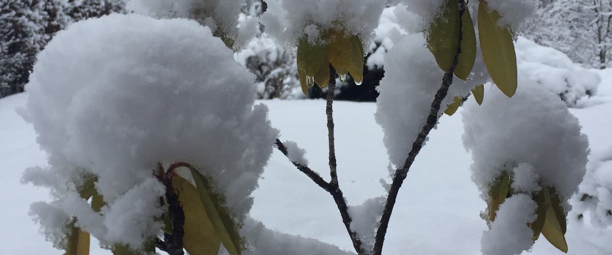 Snow in my garden