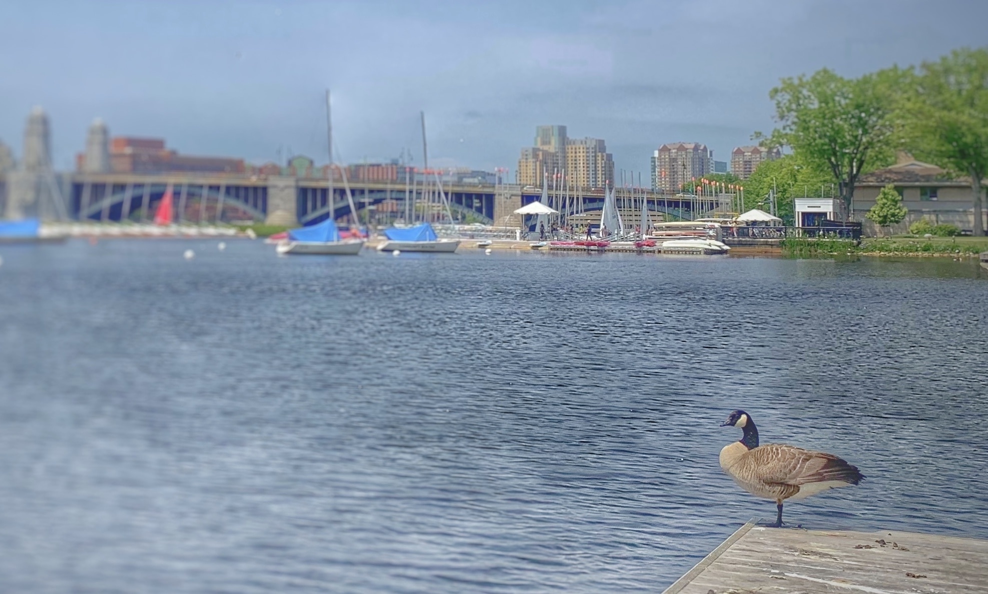 Charles River Esplanade Tours - Book Now