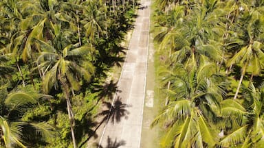 Siargao Island is full of coconut trees