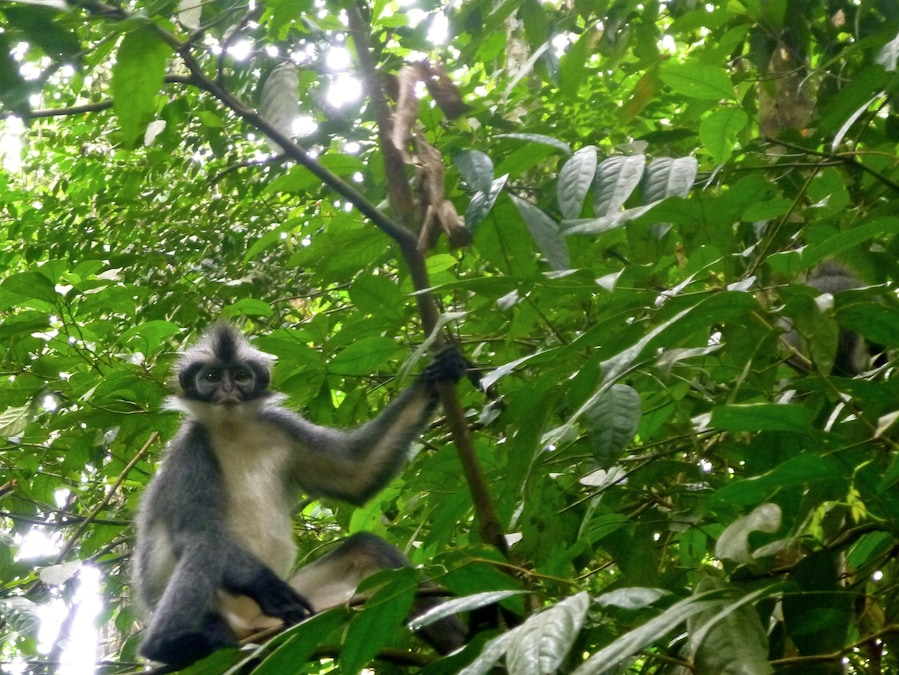 Up close with a Thomas Leaf Monkey while on our trek in Gunung Leuser National Park in Bukit Lawang, Sumatra, Indonesia.
#indonesia #sumatra #monkey
http://kileetravels.com/bukit-lawang-sumatra-indonesia/