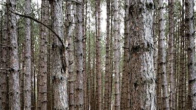 Beautiful stand of pine trees