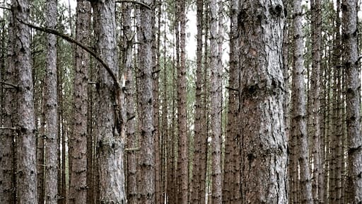 Foto von Ginette Miron