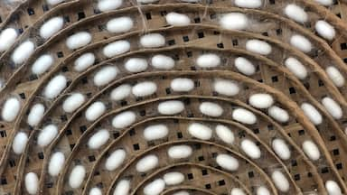 Laos silk cocoons 