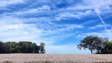 View of some cotton fields located in West Tennessee. I love this state.  