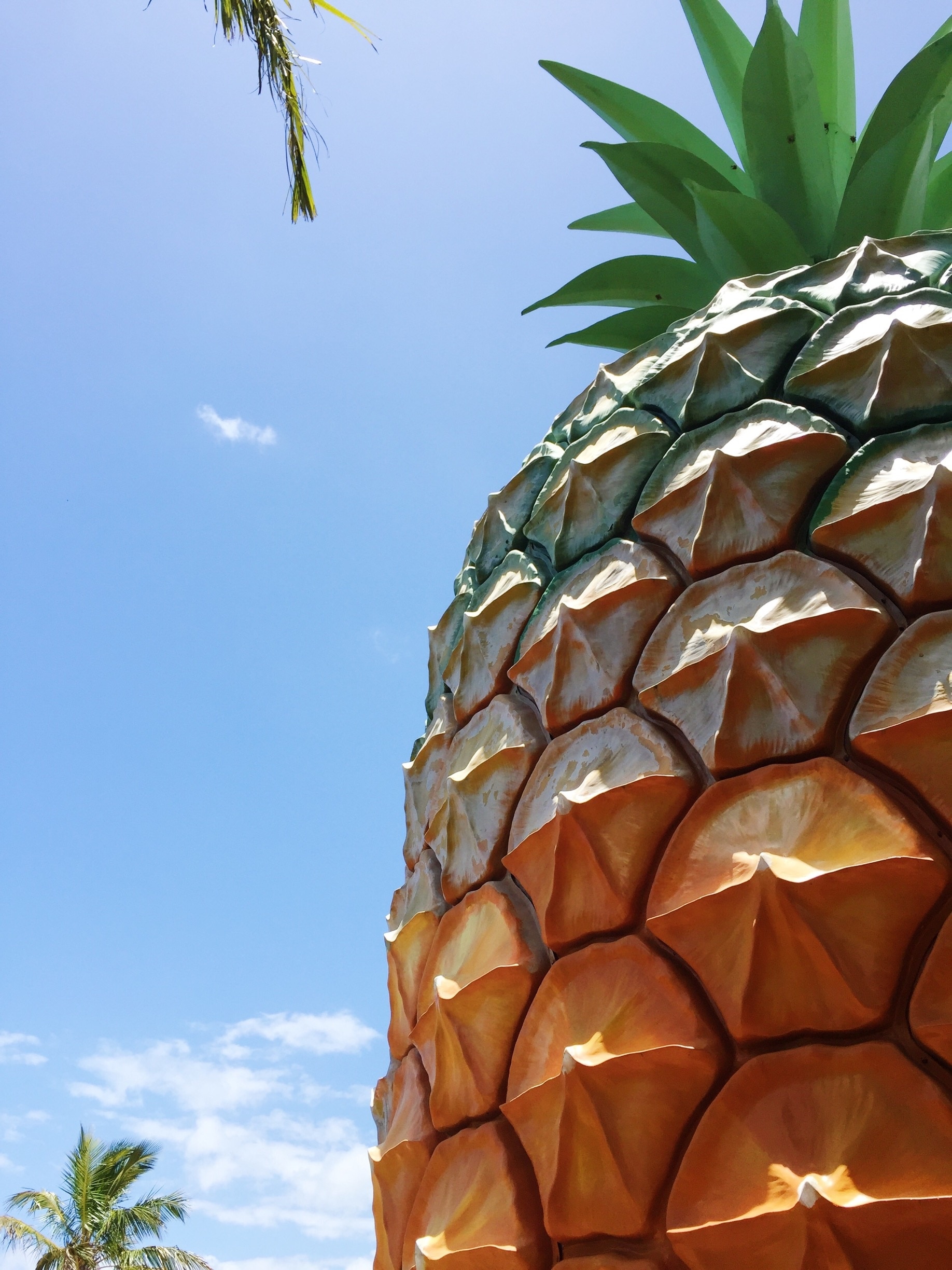 Tick seeing another giant fruit off your list and head to The Big Pineapple on the #sunshinecoast #zoo #pineapple #australia #fruit #stunningstructures