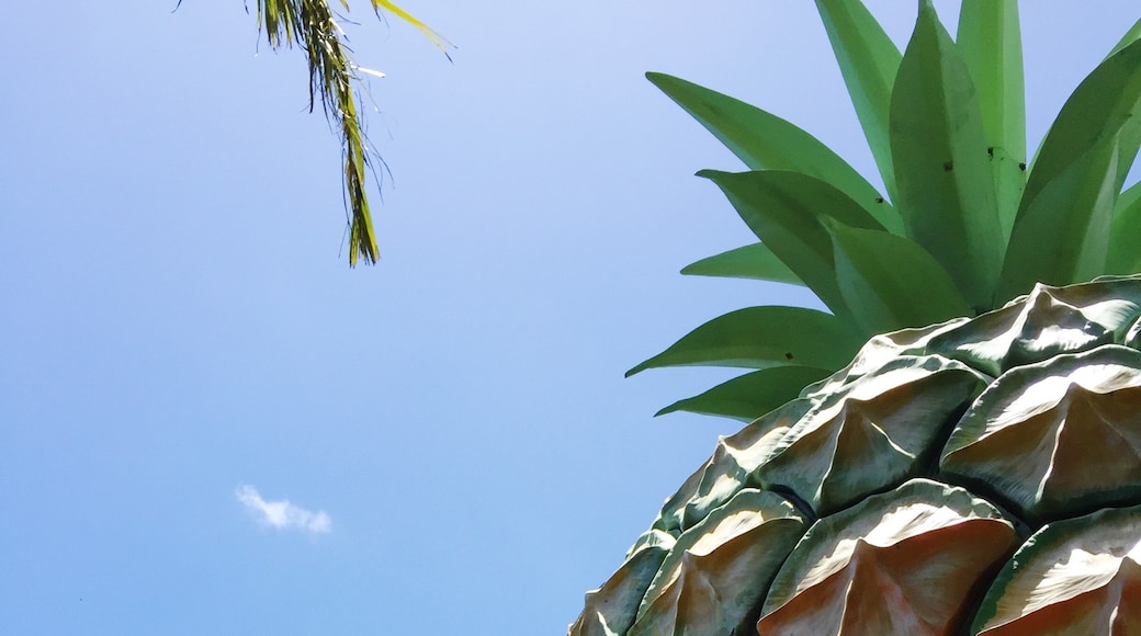 Big Pineapple, Sunshine Coast, Queensland, Australien
