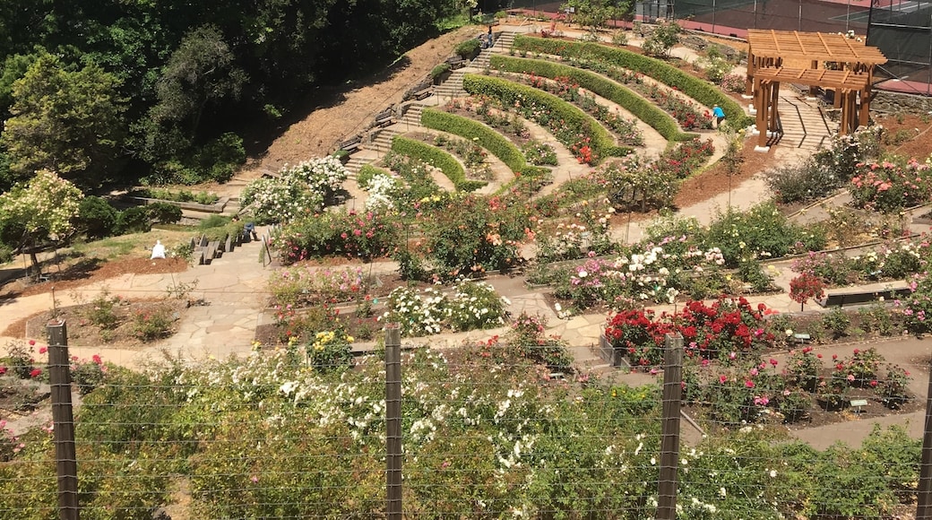 Berkeley Municipal Rose Garden, Berkeley, California, United States of America
