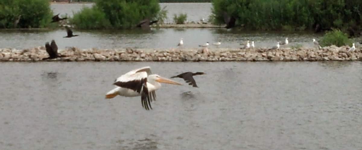 Pelican in flight in Northern Illinois.