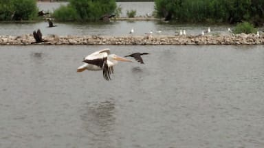 Pelican in flight in Northern Illinois.