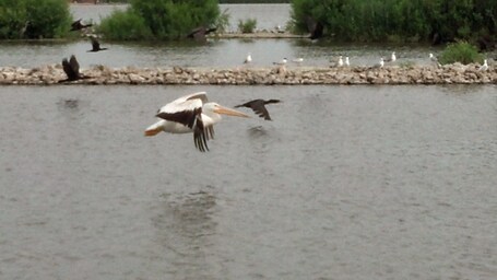 value: "Pelican in flight in Northern Illinois."
