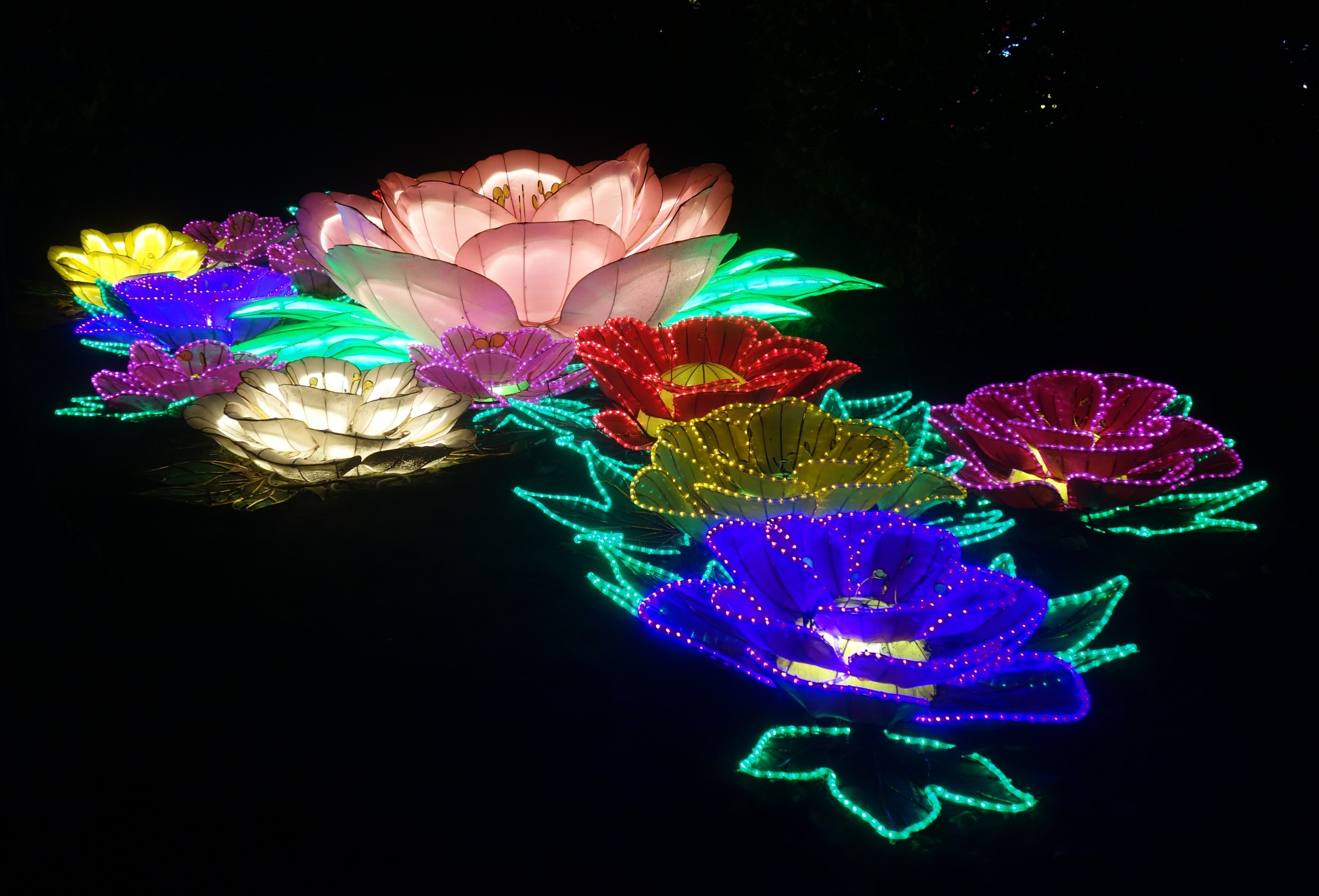 "China Light" in the Antwerp Zoo.
A Chinese love story depicted with light-artworks.  #TroveOnTuesday  #Colorful  #Culture