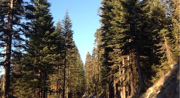 🚙🚗🚙🚗🚙🚗🚙🚗🚙🚗🚙 driving through #Yosemite #nationalpark #toottootbeepbeep #ruffiansroadtrip ☀🌲🍃🌲🍃🌲🍃🌲🍃🌲🍃