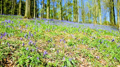 Good morning all, hope everyone had a great Memorial day weekend.  

This picture is from Belgium when we took a trip to a forest that is fairly famous because of all the bluebells that bloom. Hallerbos  was pretty but I do not think it had reached its prime yet this year because thought beautiful was not the explosion you often see int he pictures.  However it was a fun excursion out there and a nice walk in the woods.