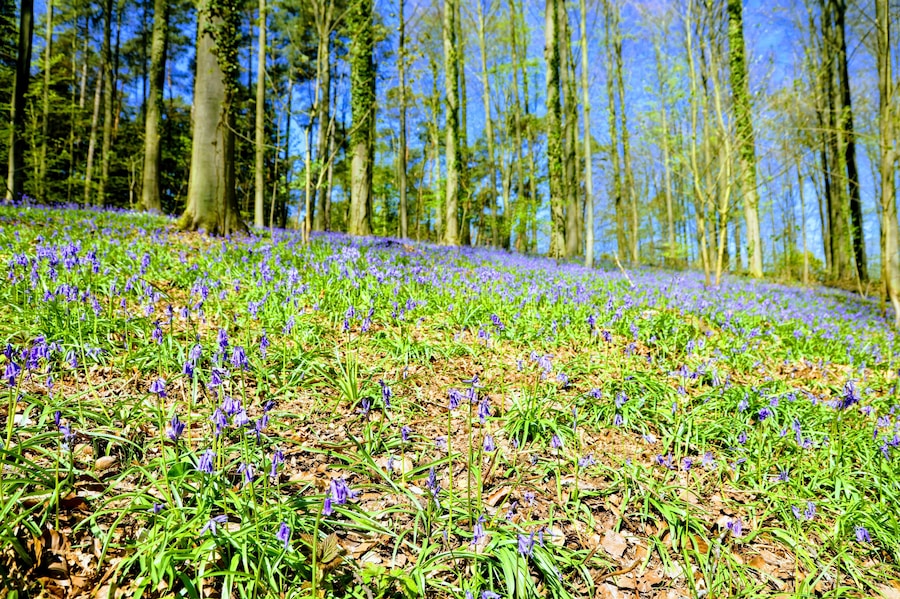 Good morning all, hope everyone had a great Memorial day weekend.
This picture is from Belgium when we took a trip to a forest that is fairly famous because of all the bluebells that bloom. Hallerbos was pretty but I do not think it had reached its prime yet this year because thought beautiful was not the explosion you often see int he pictures. However it was a fun excursion out there and a nice walk in the woods.