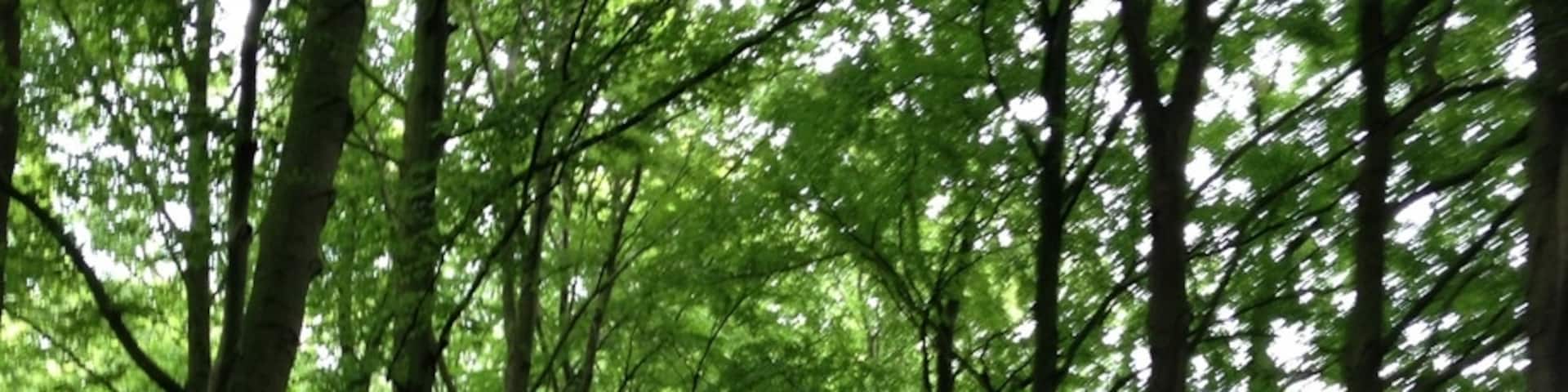 Beautiful garden in a small city Almelo, where you can not only enjoy the beauty of the trees but also see Deers ))))
