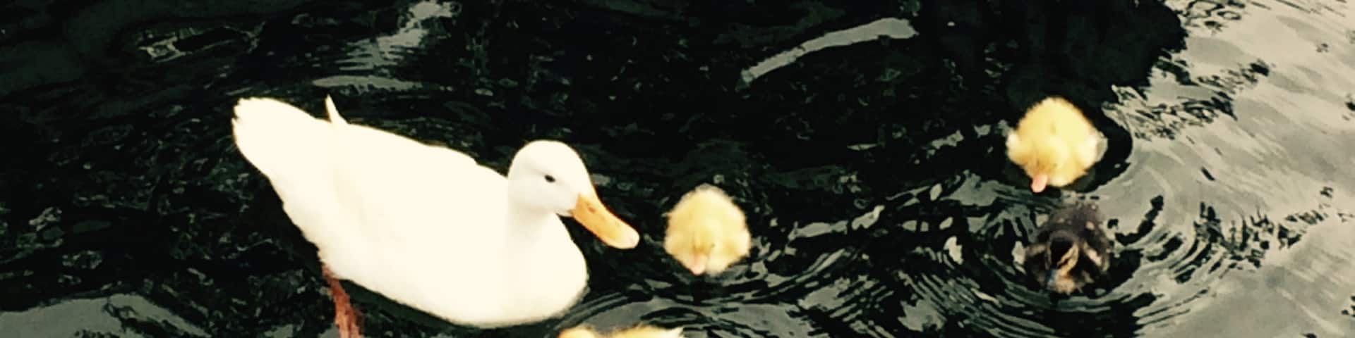 Mom duck and her babies