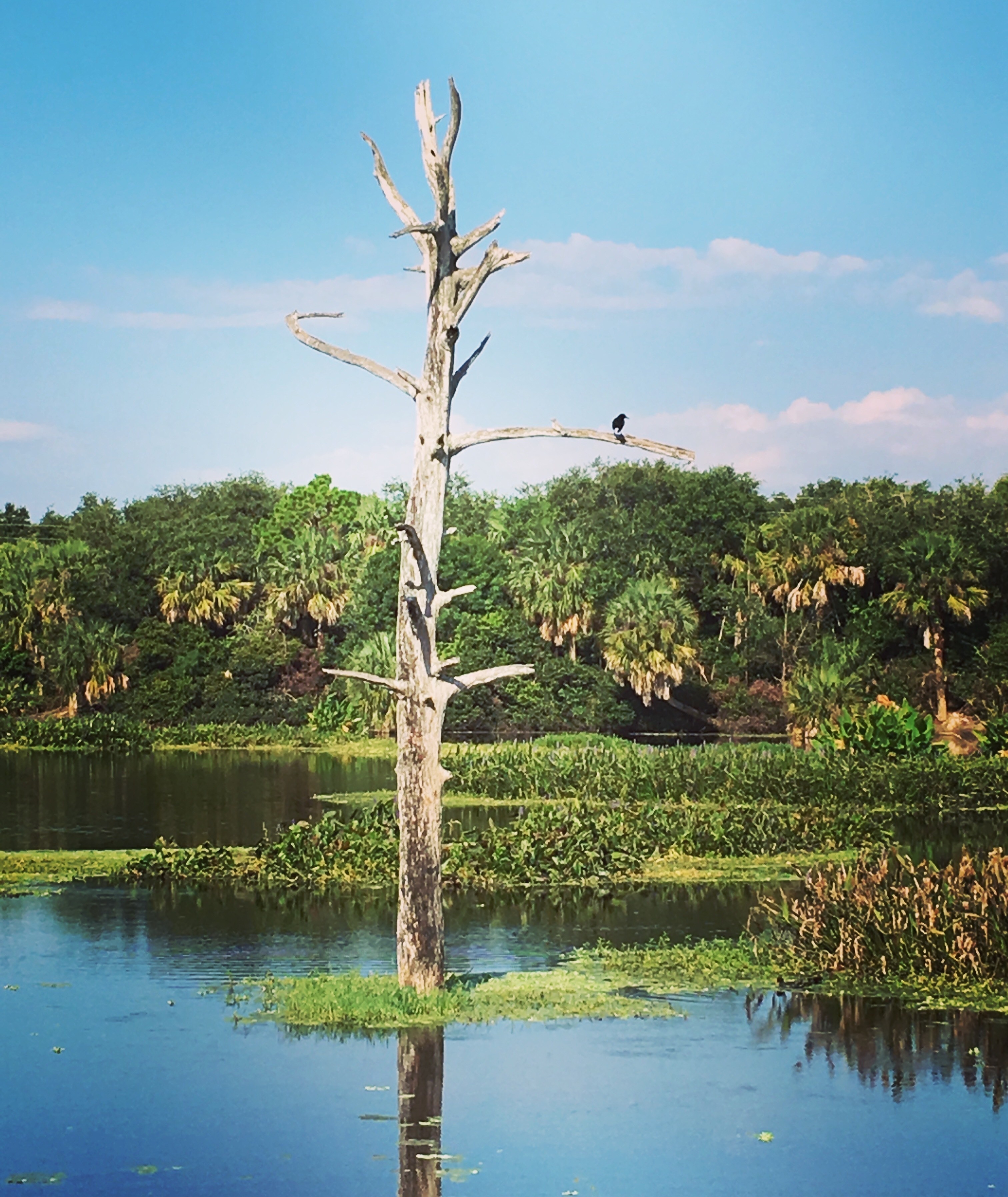 This is a beautiful place to view a variety of birds and other wildlife such as alligators, turtles, fish, rabbits and many flowers and trees while taking a walking tour. #adventure
