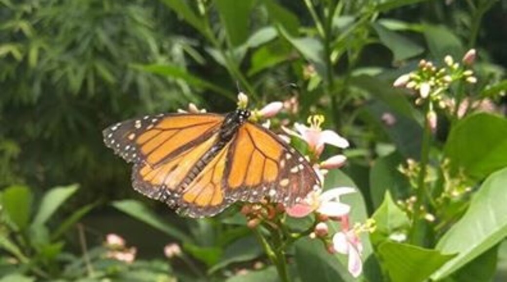 Butterfly Wonderland, Scottsdale, Arizona, United States of America