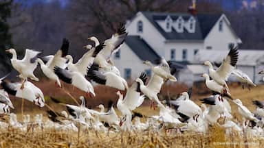 A huge flock of snow geese near my house in central Pennsylvania.