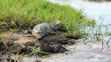 This Nile Crocodile was not all that happy with us passing by in the small boat we were in, very glad he stayed there lol. This was in the Okavango Delta in Botswana. on a trip from Gunns camp. If you want to talk about this area of the world or just about travel I am always happy too chat. I blog at circlinbgthebucketlist,.com 