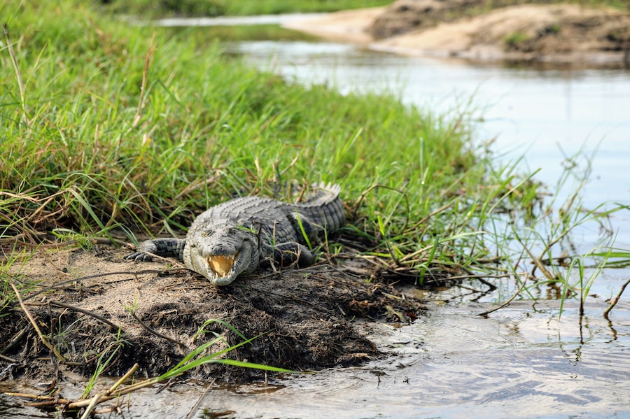 This Nile Crocodile was not all that happy with us passing by in the small boat we were in, very glad he stayed there lol. This was in the Okavango Delta in Botswana. on a trip from Gunns camp. If you want to talk about this area of the world or just about travel I am always happy too chat. I blog at circlinbgthebucketlist,.com
