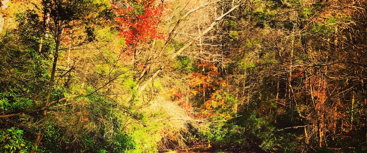 On the drive to a ghost town deep in the New River Gorge of WV