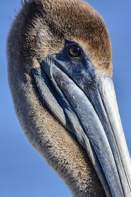 Brown Pelican closeup, Big Branch Marsh NWR, Lacombe, La.