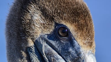 Brown Pelican closeup, Big Branch Marsh NWR, Lacombe, La.