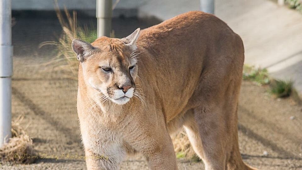 Shot this cougar at cougar mountain zoo in Washington #wildlife