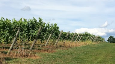 A rolling expanse of grape vines! Visitors are free to roam the grounds at Cassidy Hill Vineyard.