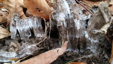 Along the trail, the mud had frozen beneath the leaf litter and had heaved up these mini ice towers that reminded me of Superman's Fortress of Solitude.