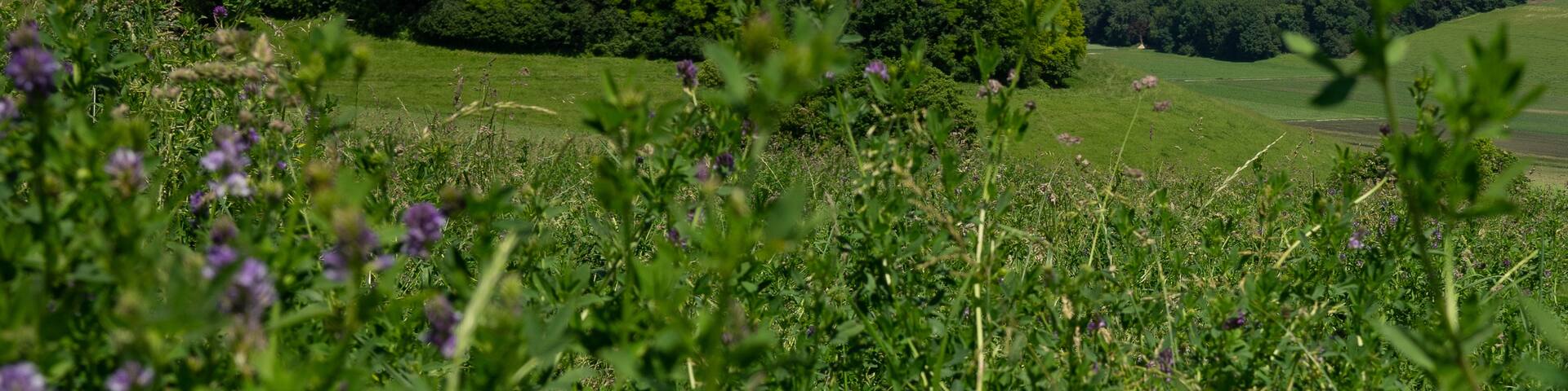 Beautiful castle in the distance in Champvent!