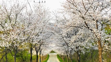 Nice cherry blossom 