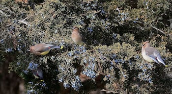 On certain cold winter days the bluebirds and waxwings will converge on certain juniper trees to feed on the small berries. On my days off I would drive around looking for the tree that appealed to the birds. 