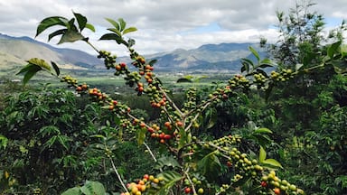 Red coffee beans with backdrop of beautiful Antigua city !! 
After taking this pic, we plucked the beans to make our own cup of coffee !  