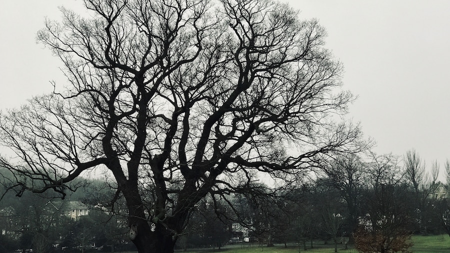 The Brockwell Oak
Age: 500 - 700 years old.
Nearest station: Herne Hill.