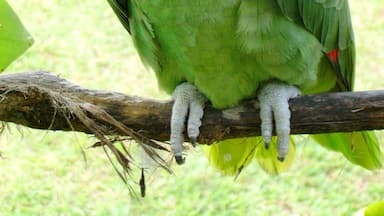 We were having breakfast on the patio and I was able to get this close to the parrot.