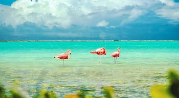 Flamingos in their natural habitat on Bonaire.