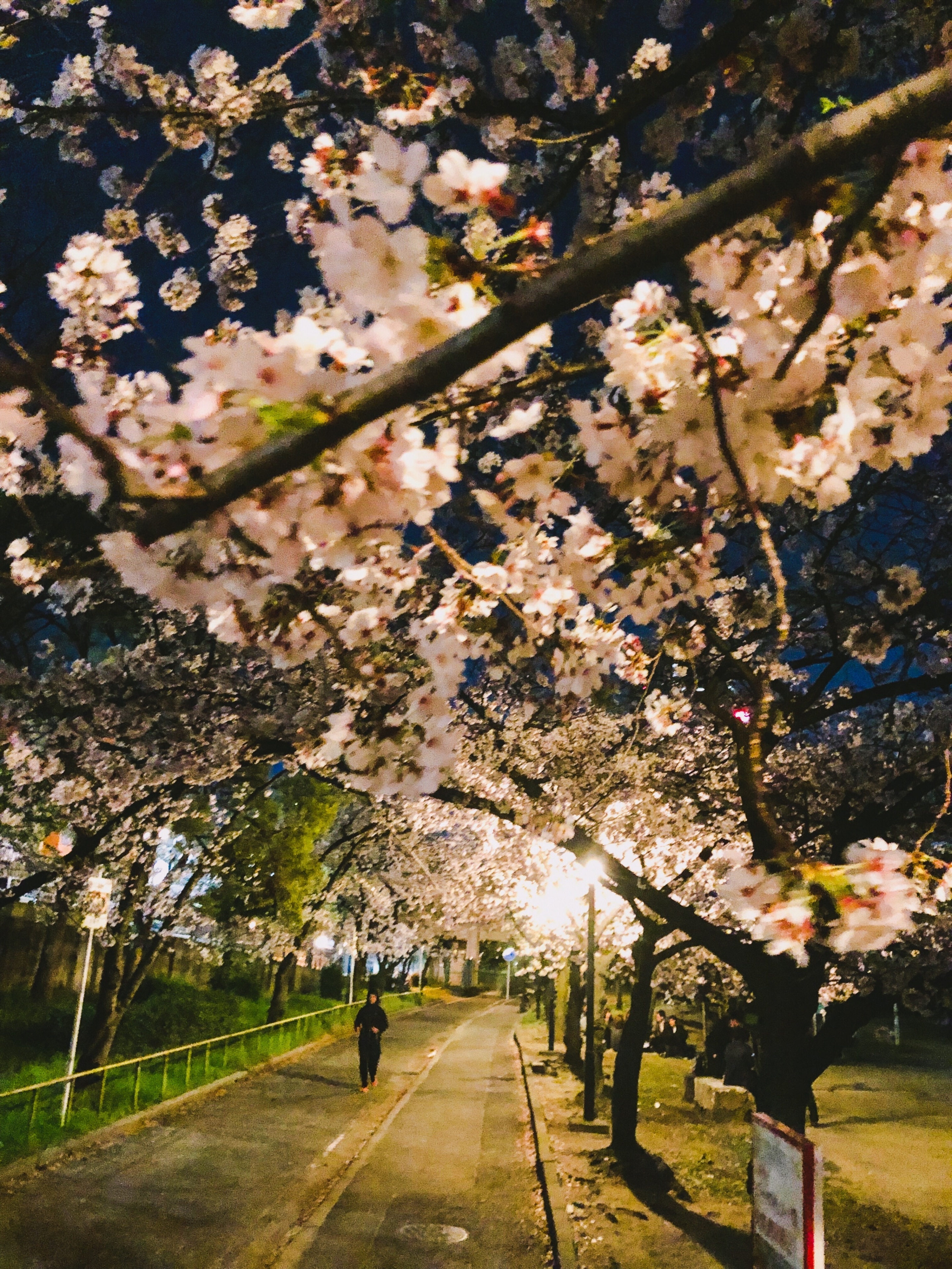 Full bloom season now for Sakura in Osaka, Japan