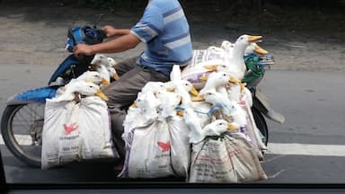 Ducks going to the floating market along the Mekong River.