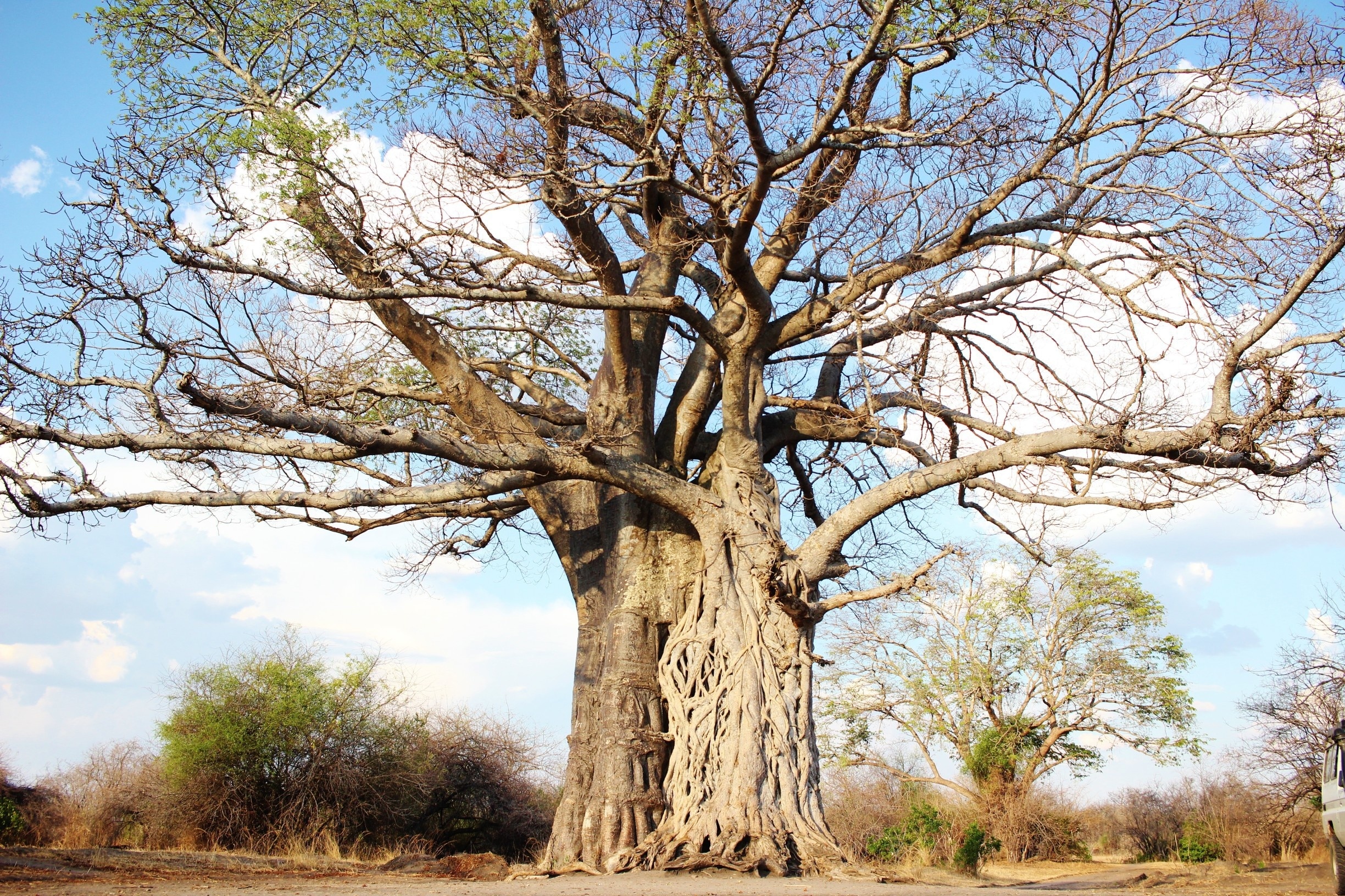 While visiting the park, ask your guide (or drive yourself if you're doing it independently) to head to Livingstone's Baobab. At the northern end of the navigable section of the park, this is the very tree Dr. Livingstone camped under during his exploration of the African continent. The tree is so old it has hollowed out, so you can step inside and look up at the sky through the trunk!