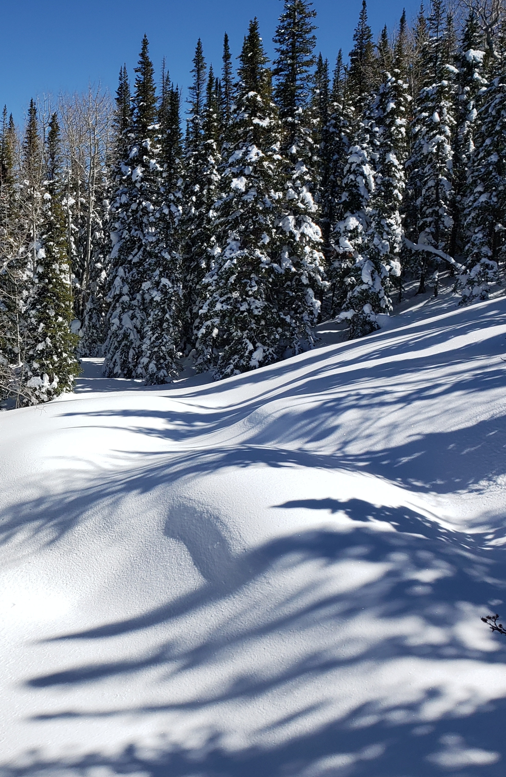 View from Powderhorn's West End ski lift.  