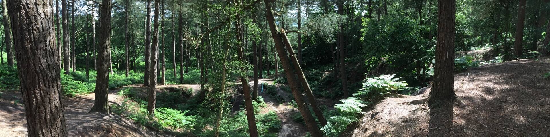 Woods
